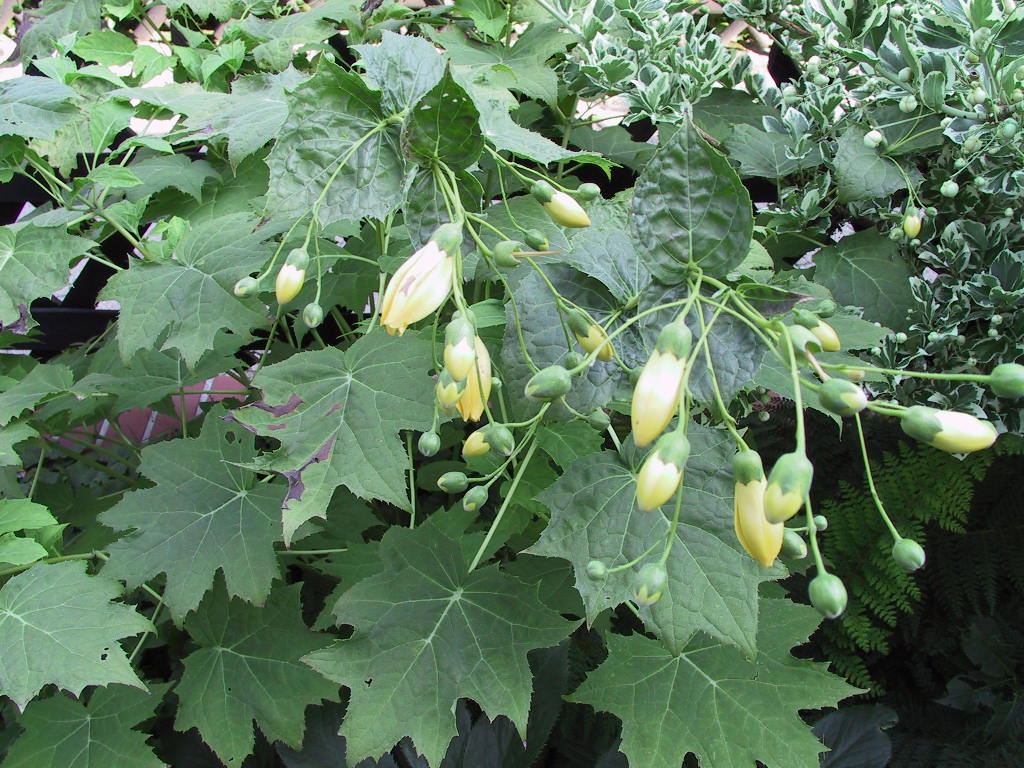 Kirengeshoma palmata.jpg